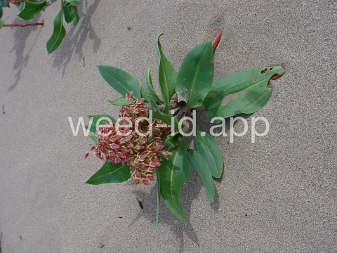 dock, veiny